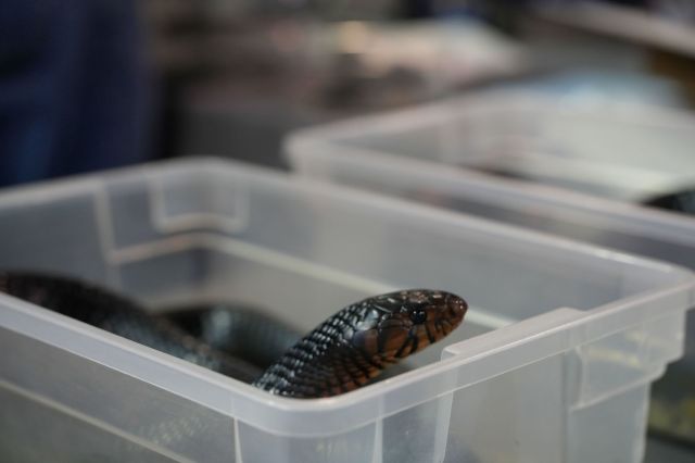 A snake in a plastic container.