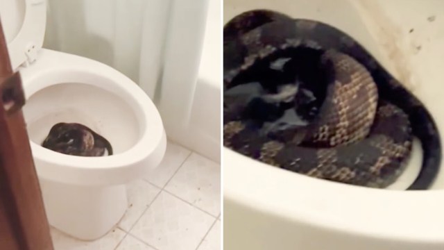 A snake is inside a toilet bowl.