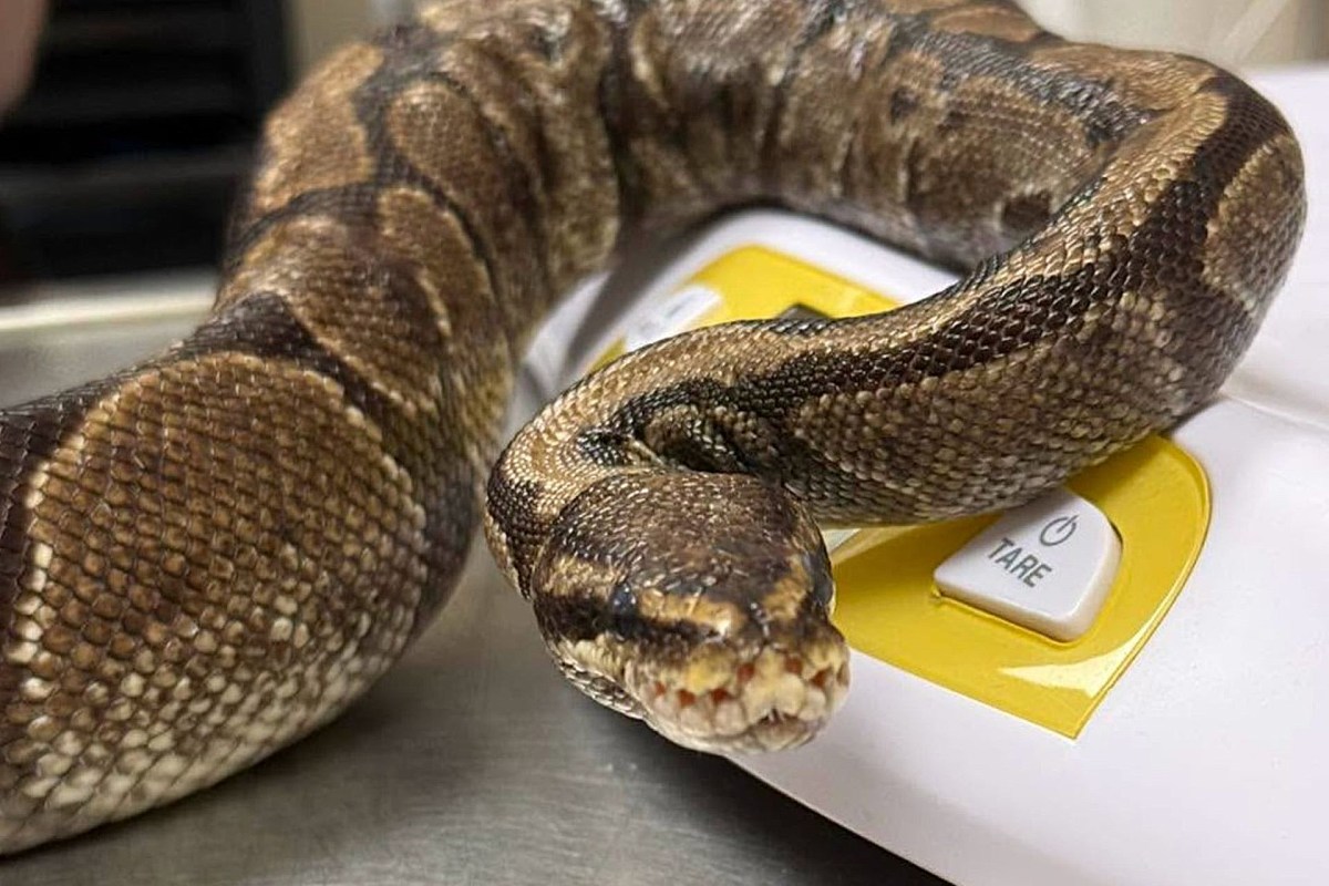 A snake rests on a scale with buttons in a clinical setting.