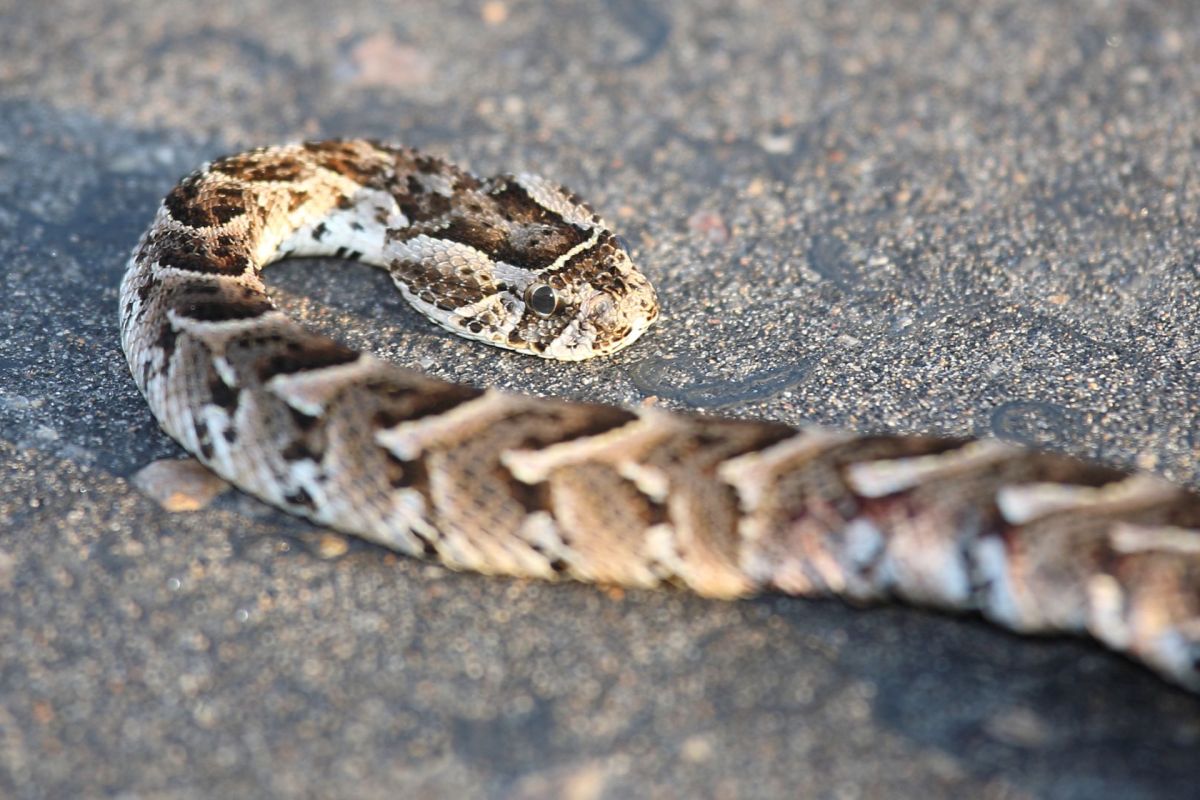 A snake on a road.
