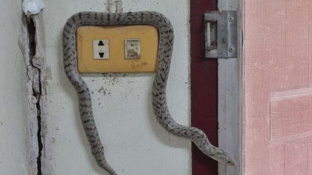 A snake coiled around an electrical outlet.