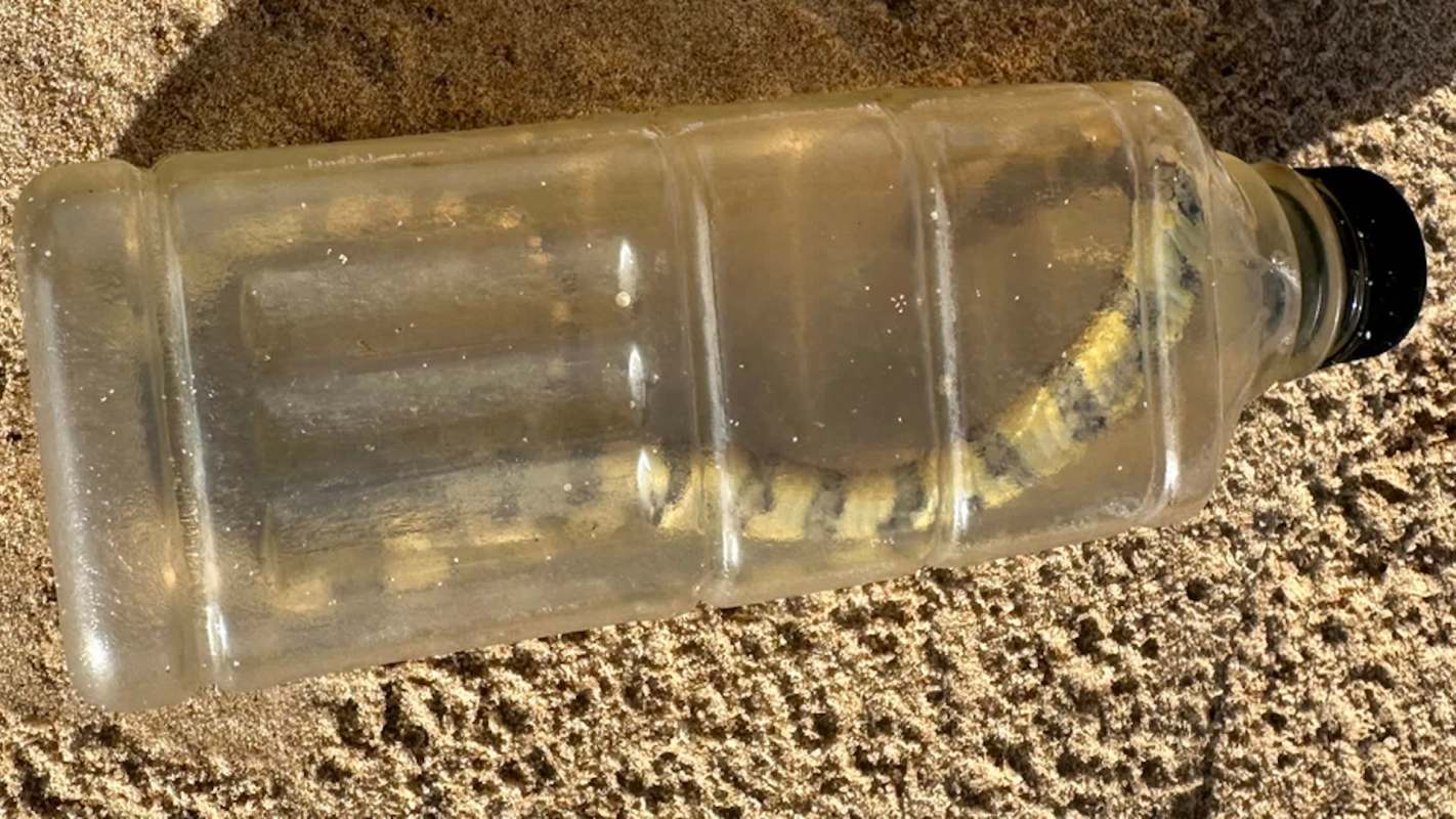 A transparent plastic bottle lies on sand with a snake coiled inside.