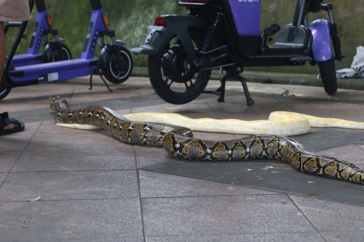 Two snakes, one brown and one yellow, are on tiled pavement near parked scooters.
