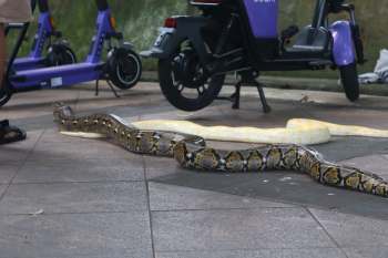 Two snakes, one brown and one yellow, are on tiled pavement near parked scooters.