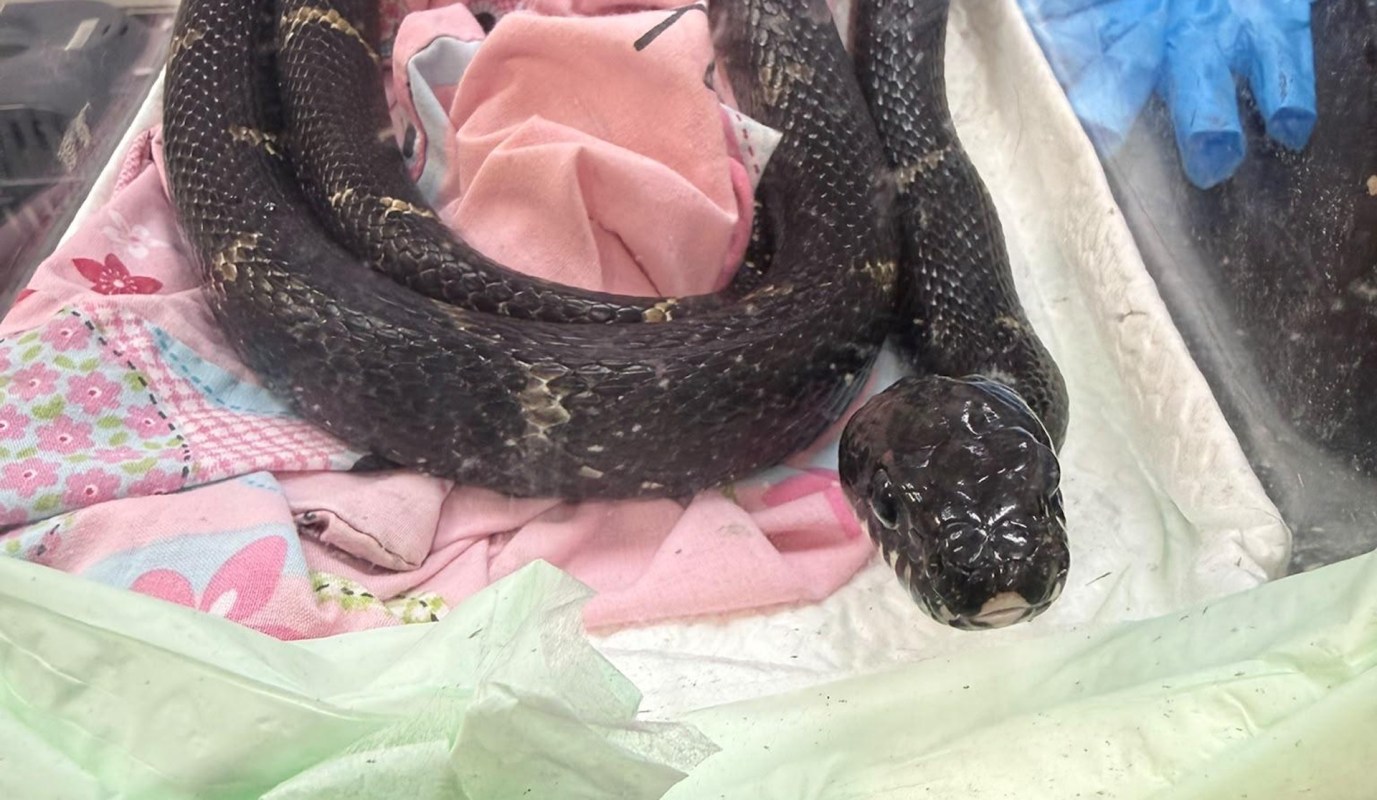 A Russian rat snake.