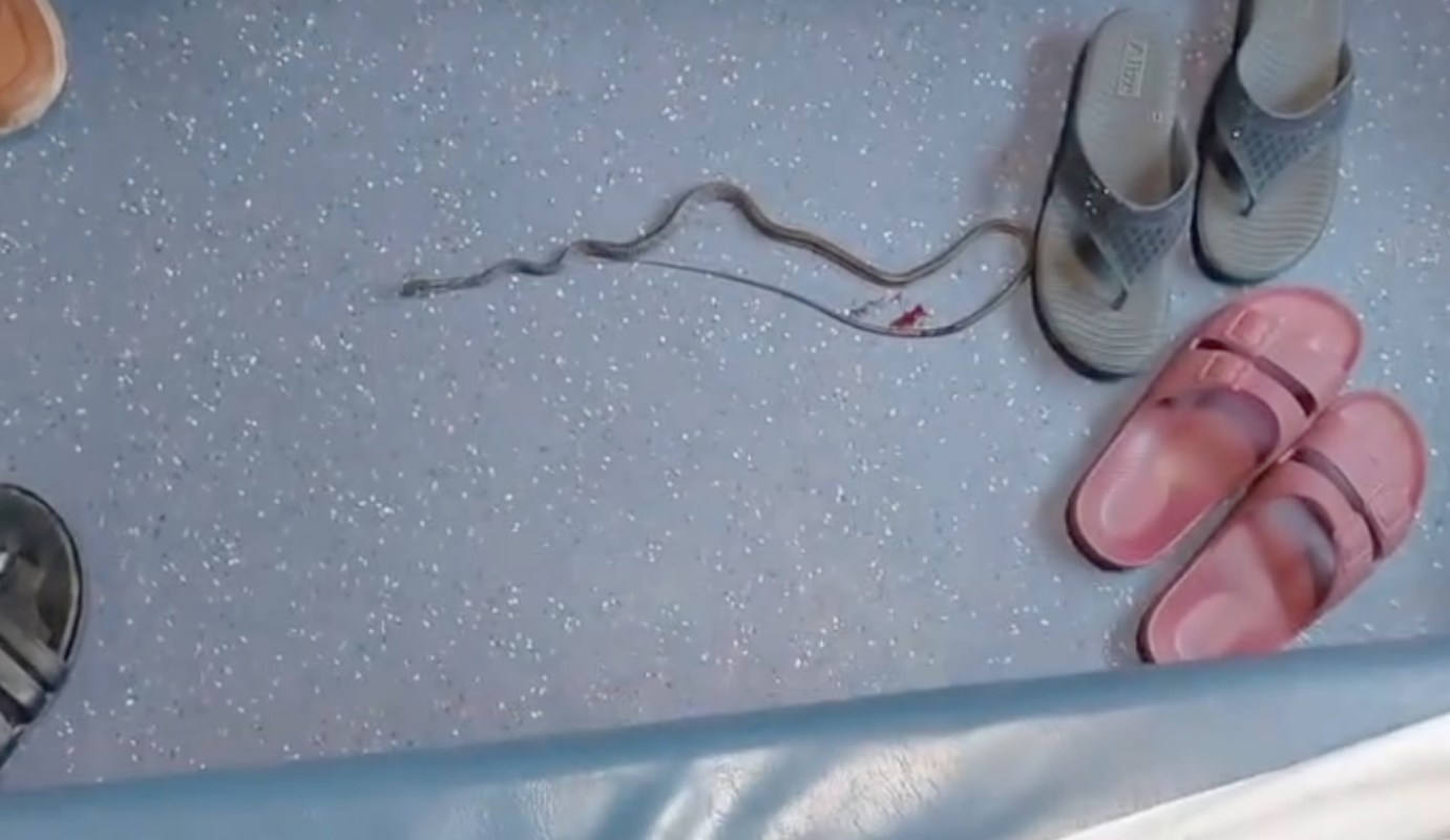 A snake rests on a floor near pairs of sandals.