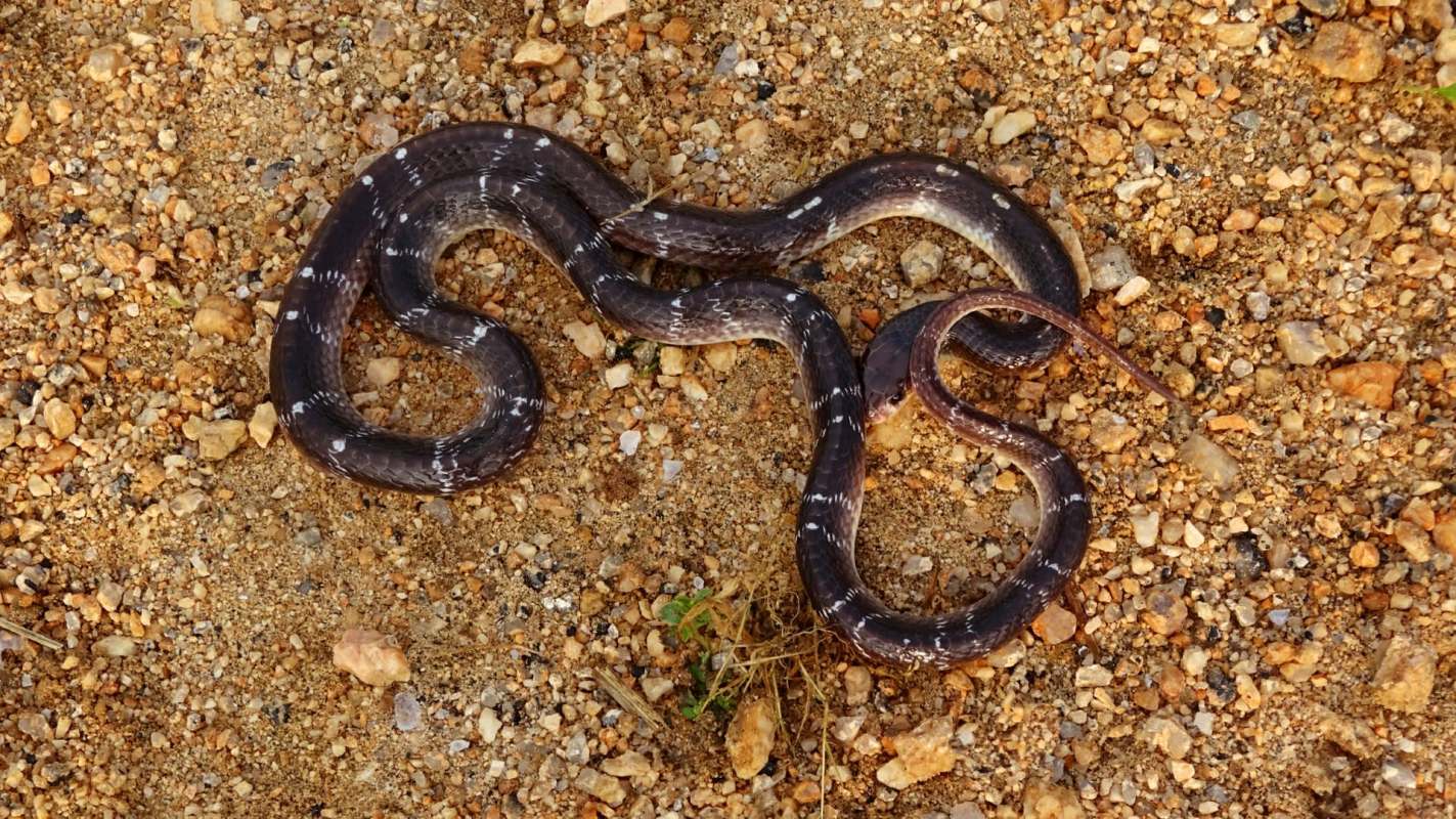 A common krait.