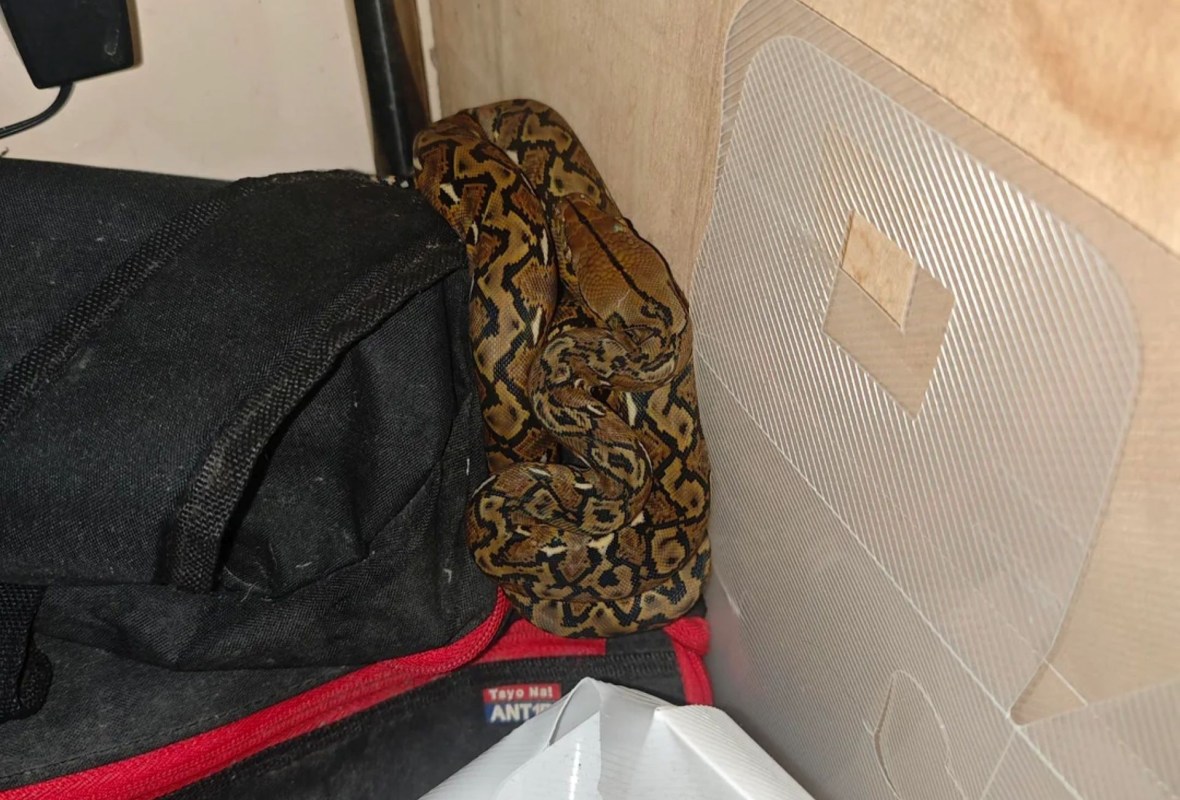 A reticulated python.