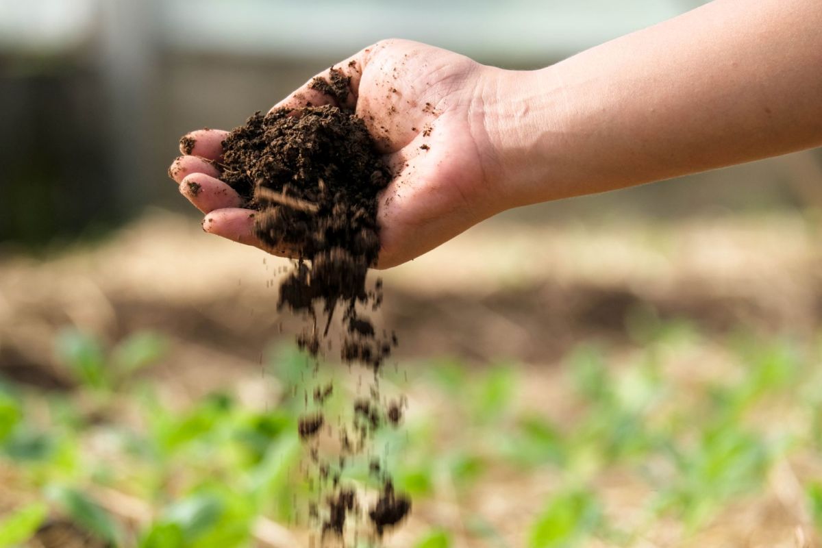A hand releases soil over a garden with green plants.