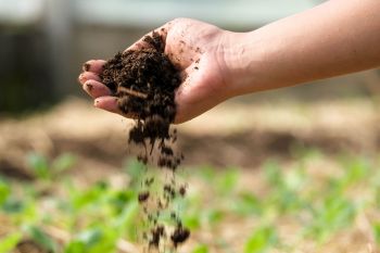A hand releases soil over a garden with green plants.