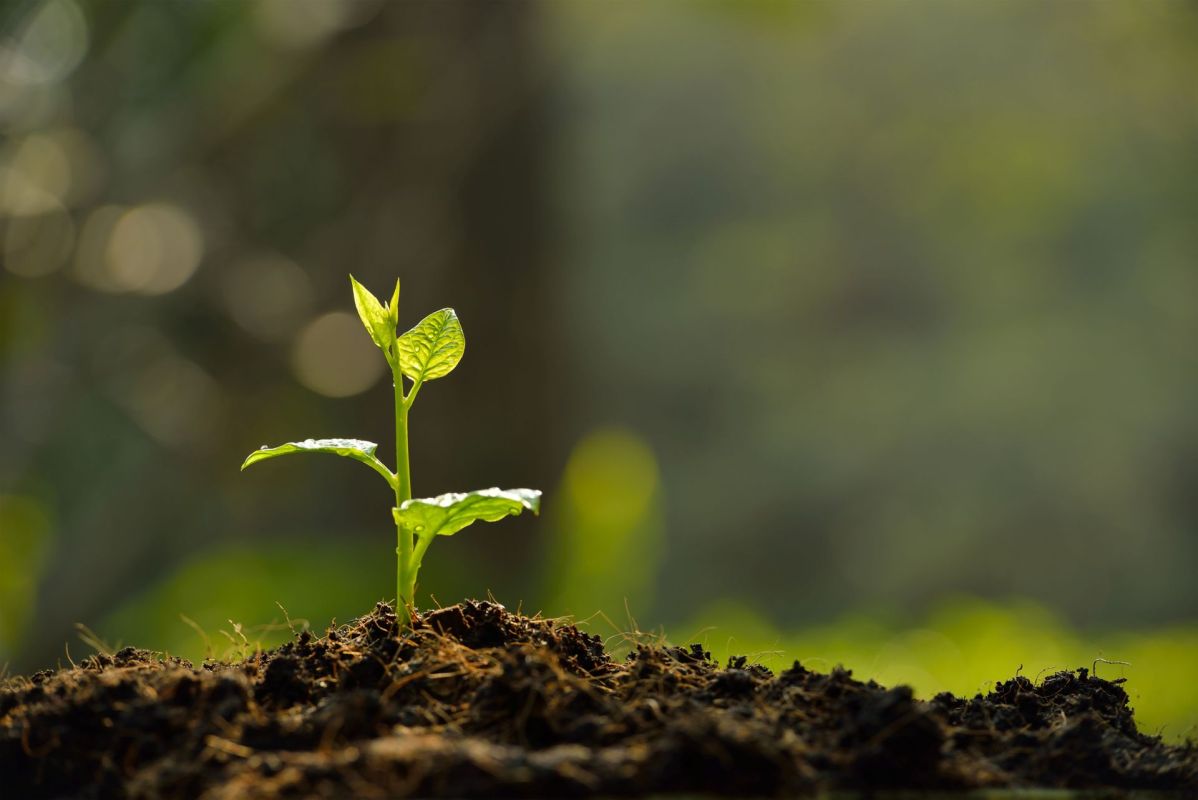 A plant sprouting from soil.