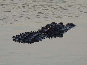 An alligator on a log with surrounding foliage and water.