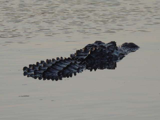 South Carolina hunters haul in 844-pound gator from Lake Moultrie after 4-year pursuit