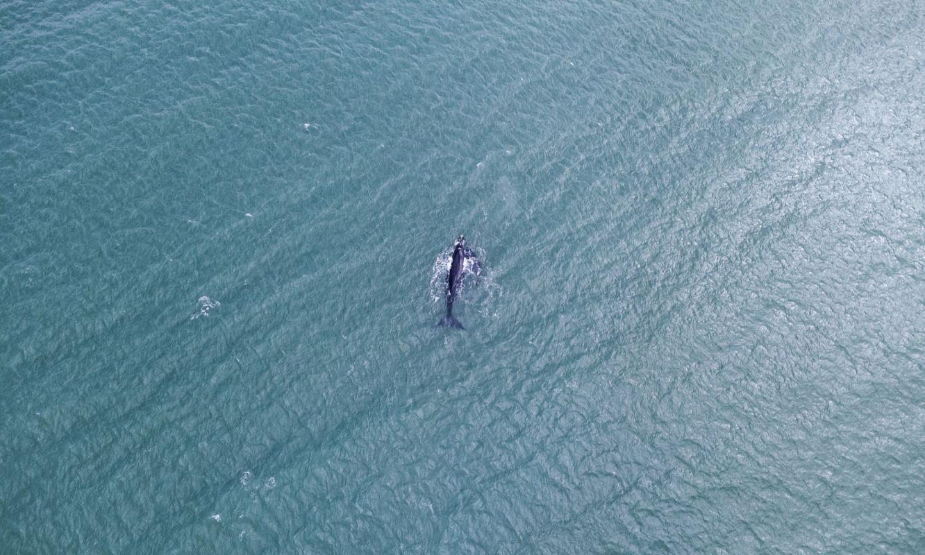 A southern right whale.