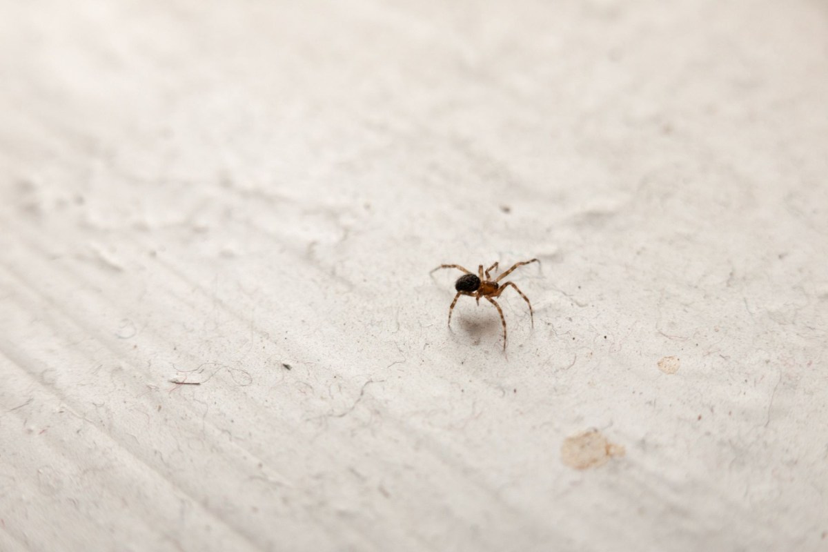 A spider.