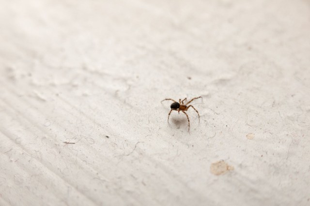 A spider.