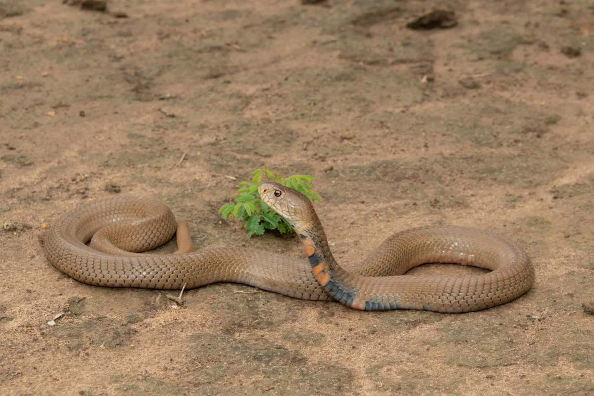 A snake with brown and orange markings rests on the ground near a small green plant.
