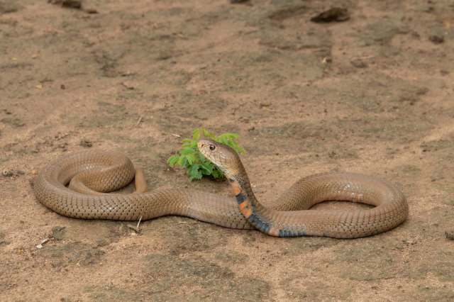 A snake with brown and orange markings rests on the ground near a small green plant.