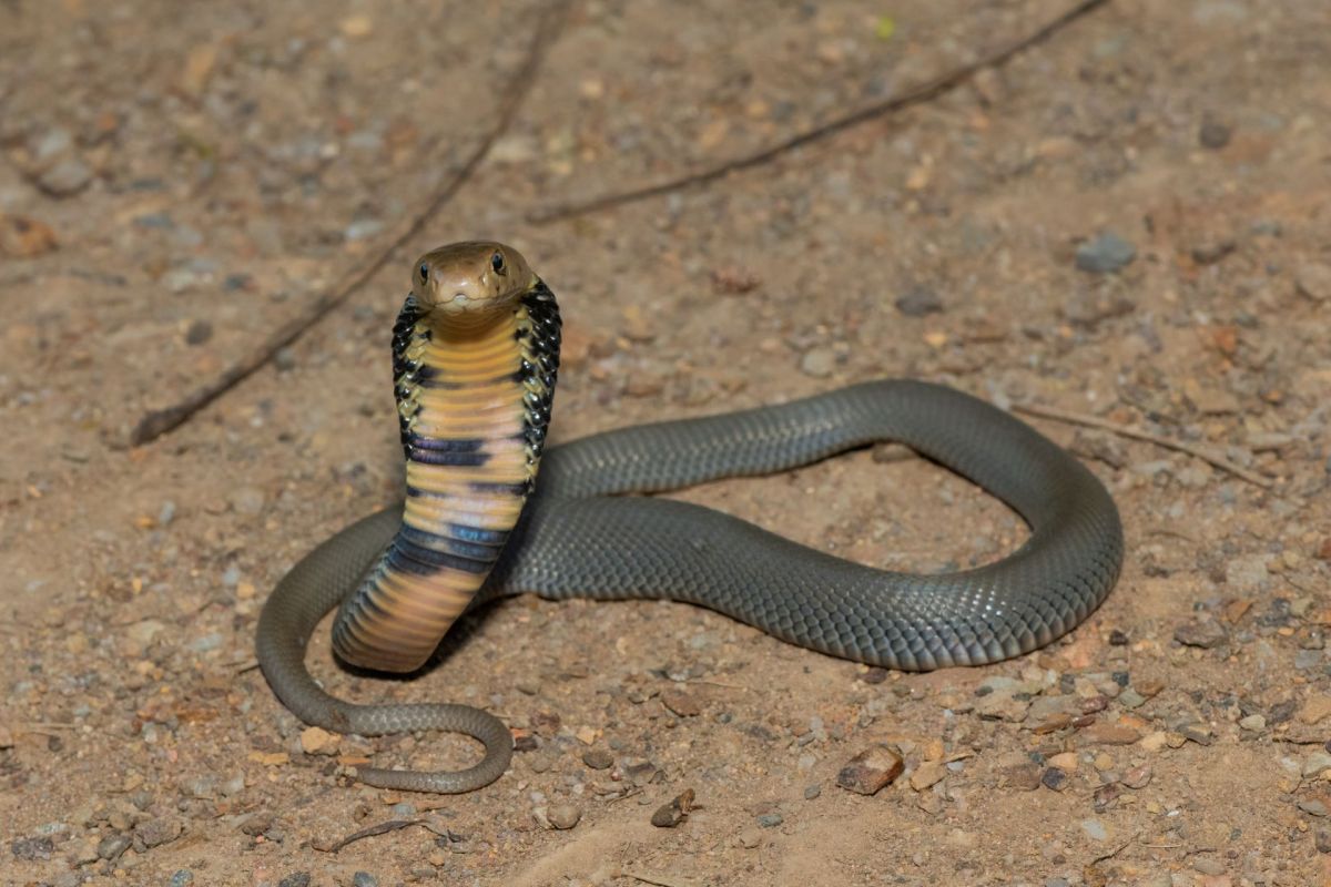 A spitting cobra.