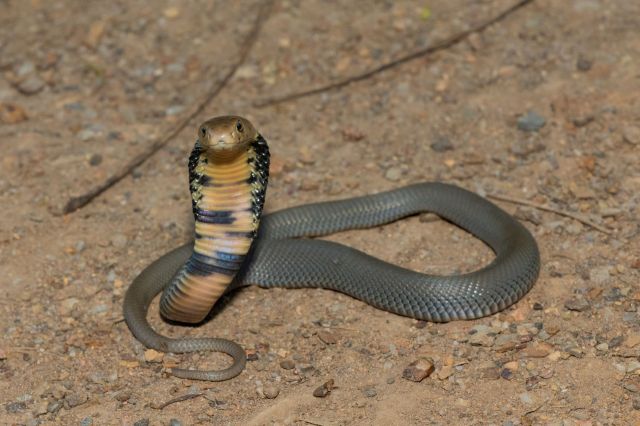 A spitting cobra.