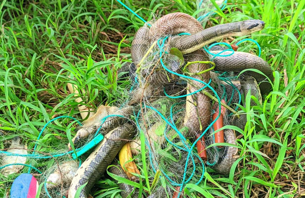 A snake stuck in netting.