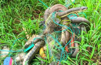 A snake stuck in netting.