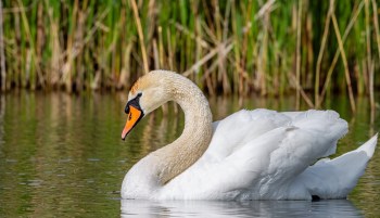 A swan with an arched neck swims in water surrounded by green reeds.