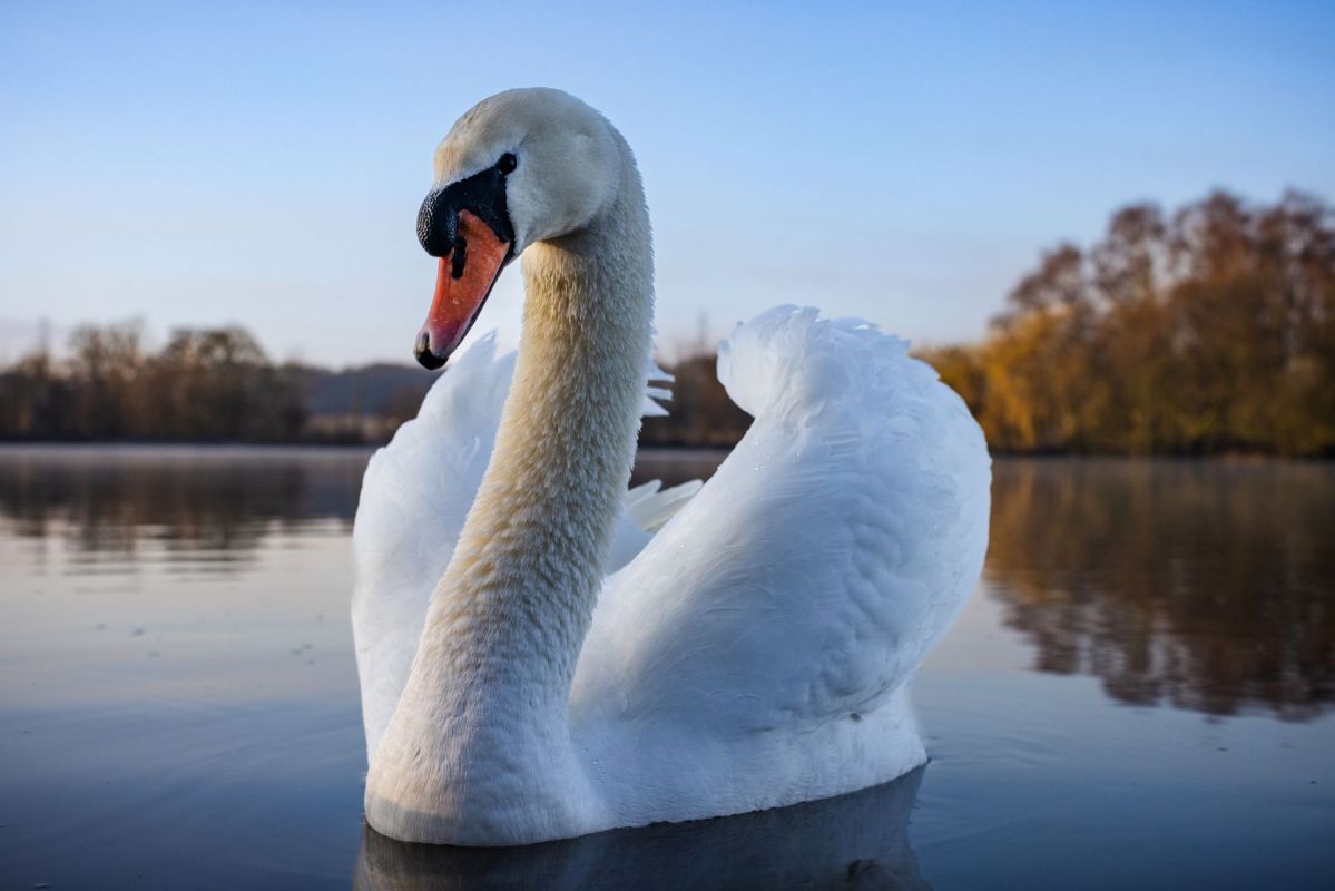 A swan on a lake.