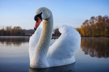 A swan on a lake.