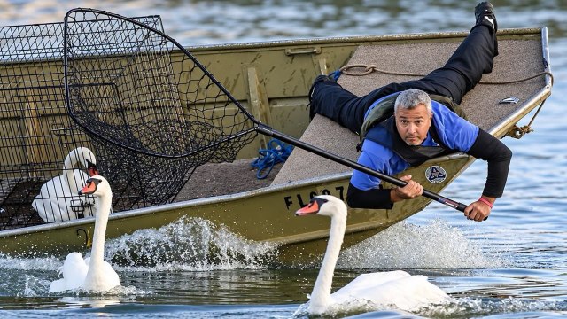 Florida crews round up 59 swans in annual health checkup, and children get a rare chance to hold one