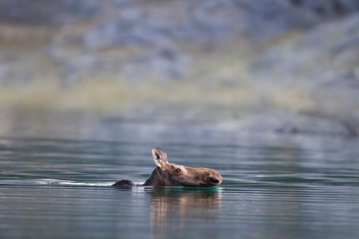 A swimming moose.