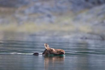 A swimming moose.