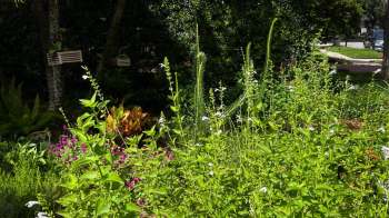 A variety of plants and flowers in a garden, including green foliage and clusters of pink and white blooms.