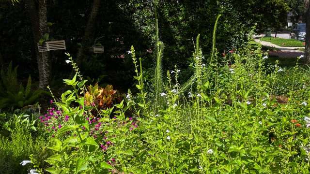 Tampa homeowner gets $1,654 check as watering fines now fund lawn rebates
