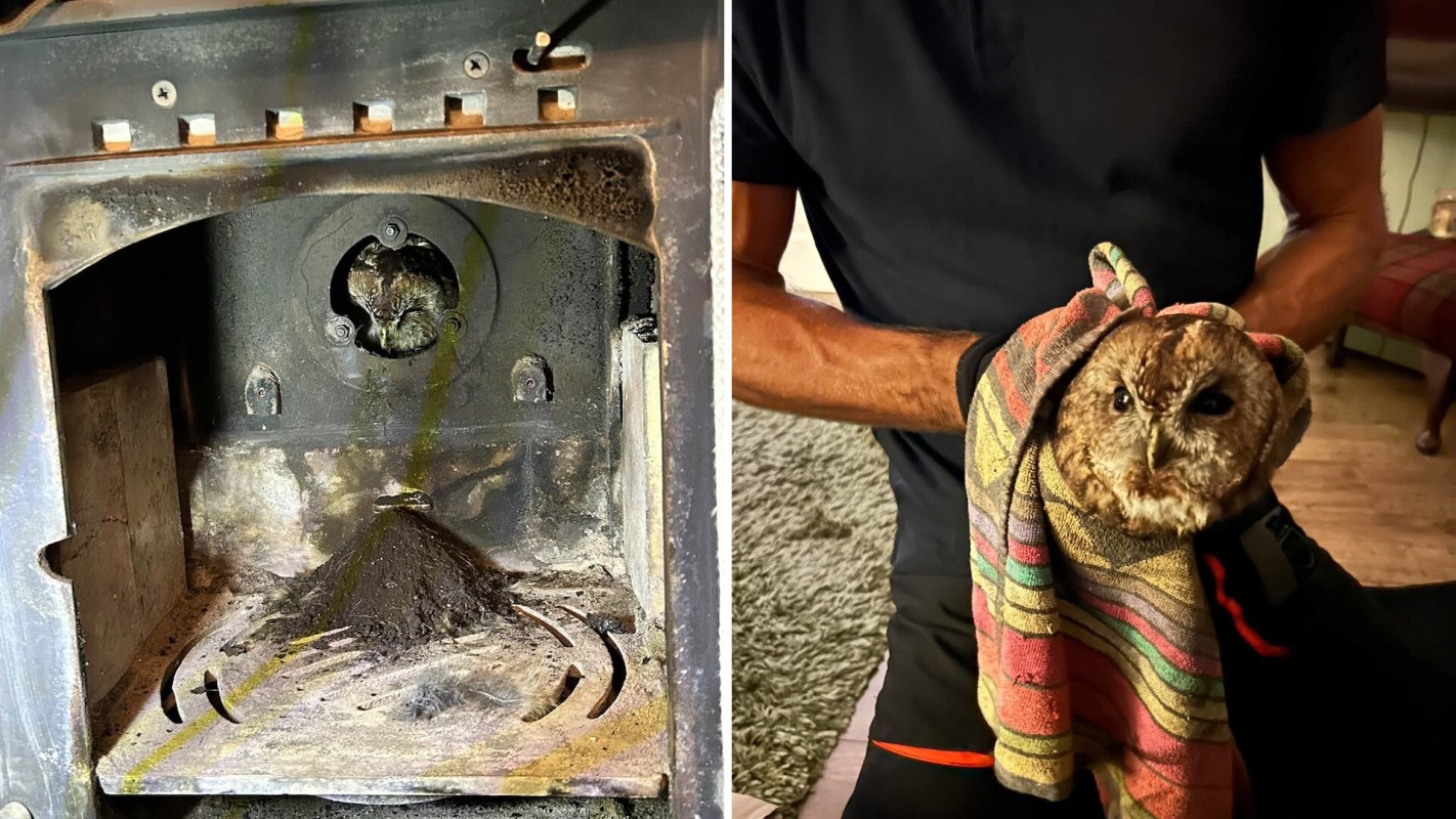 An owl in a stove pipe and being held in a towel.