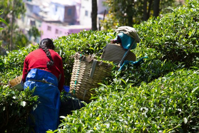 Women working in a tea garden.