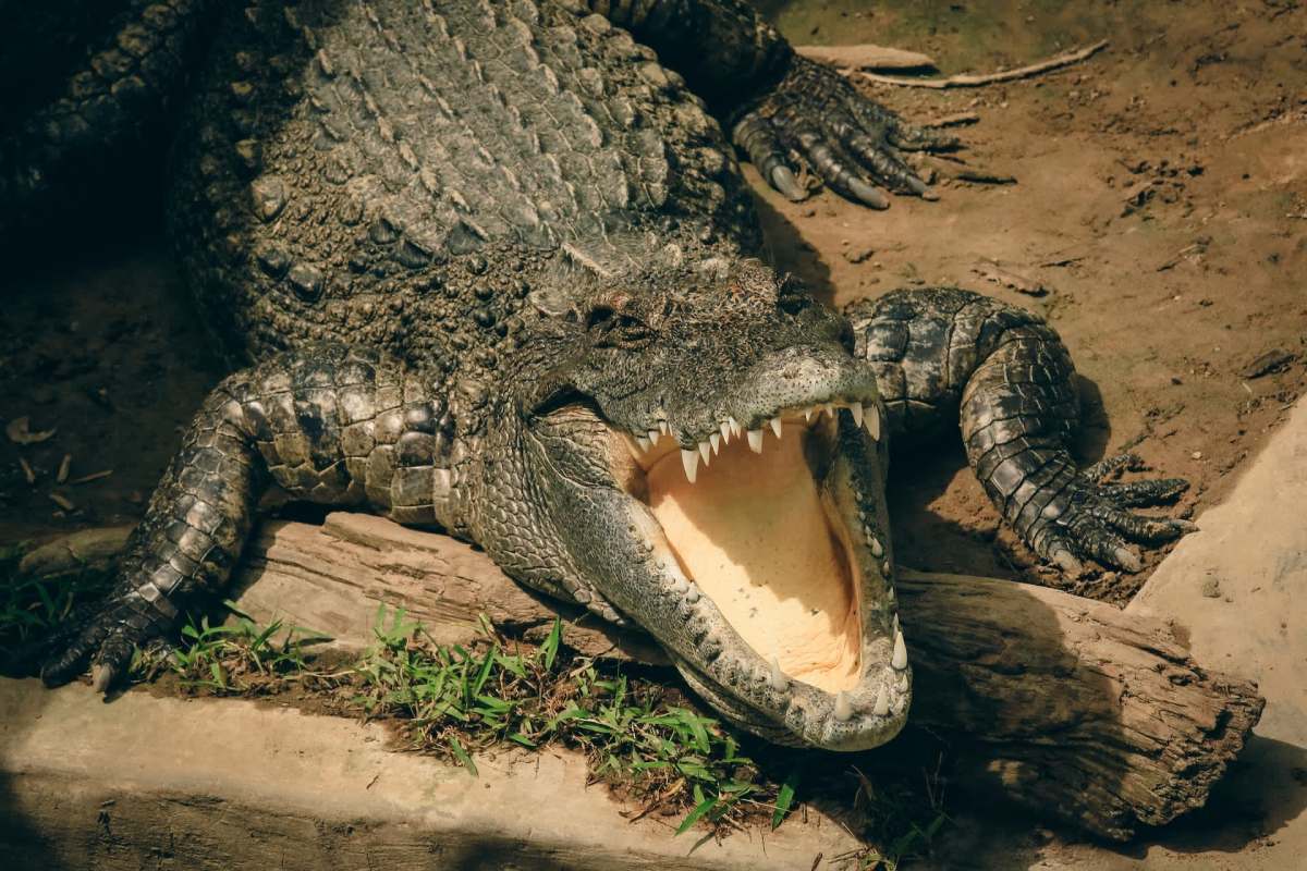 A crocodile with its mouth open, resting on the ground near a log and some grass.