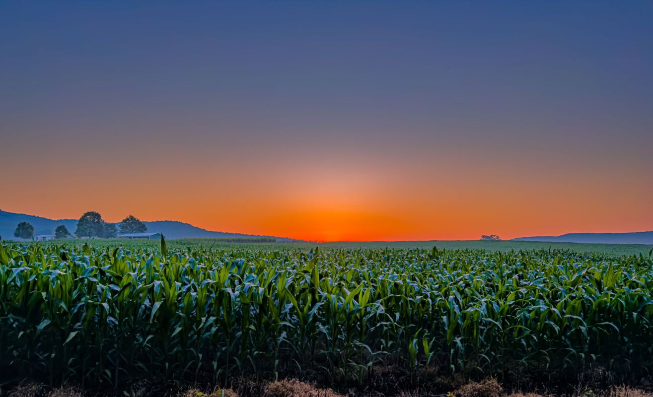 Sunset over Tennessee farmland.