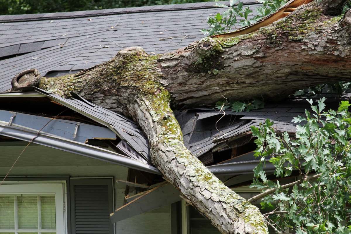 A large tree branch rests on a damaged roof, with shingles and debris scattered around.