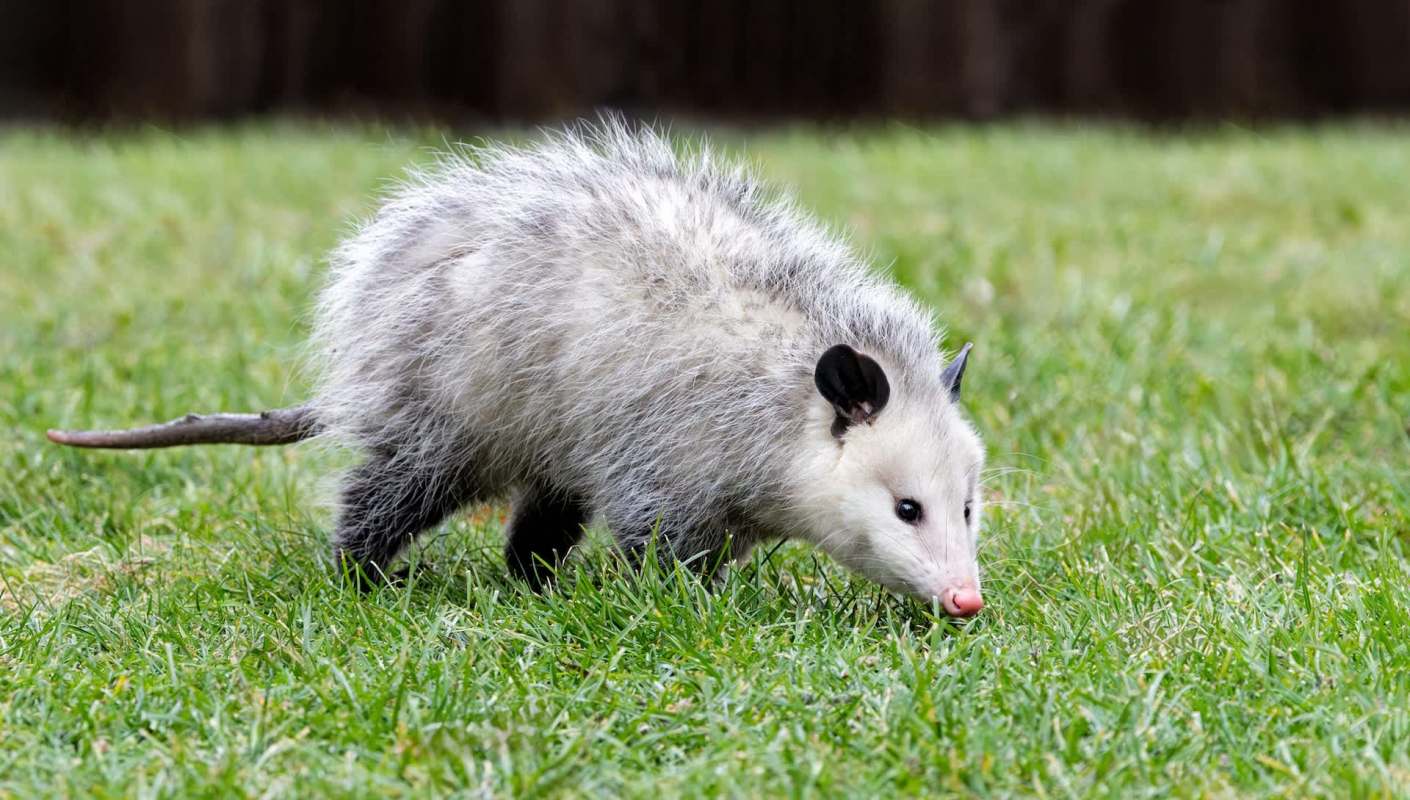 An opossum forages on green grass.