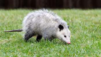 An opossum forages on green grass.