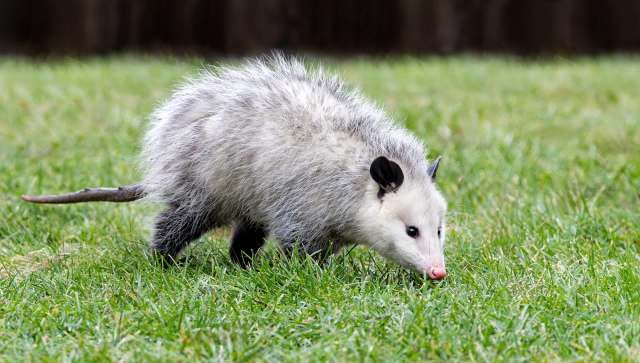 Texas homeowner finds huge hole under house, then night camera catches opossum carrying 10 babies