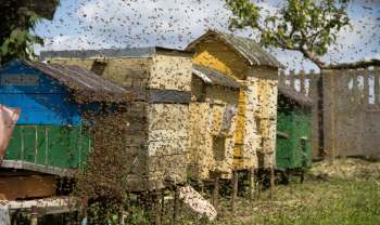 A swarm of bees surrounds several wooden beehives in a grassy area.