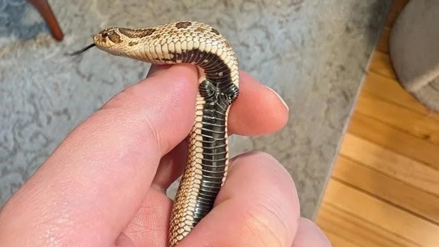 A person holding a snake with unusual bumps on its belly.