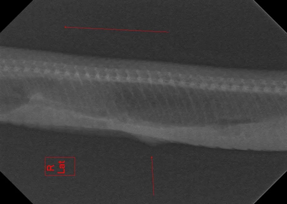 A radiograph of Tibby.