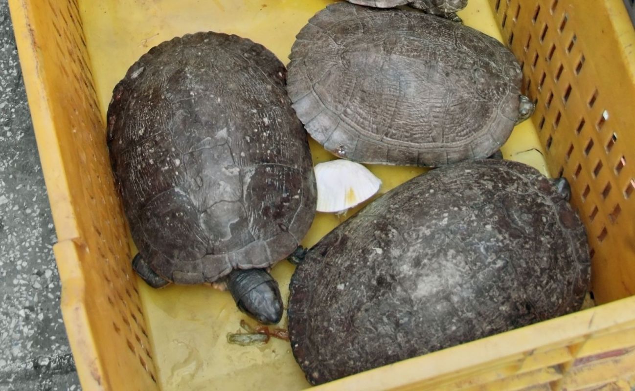 Tortoises in a crate.
