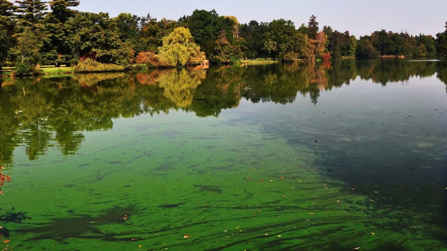 A green, algae-coated lake reflects surrounding trees on a clear day.