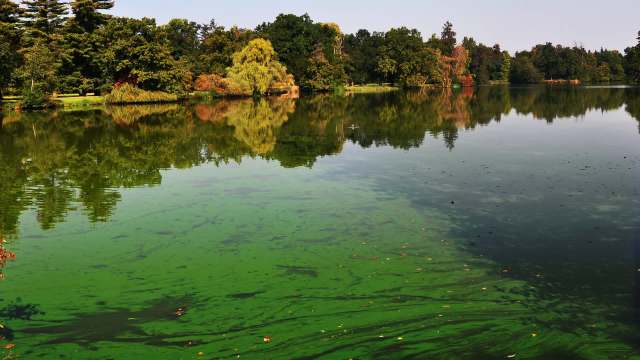 A green, algae-coated lake reflects surrounding trees on a clear day.