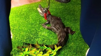 A crocodile lying on artificial grass with a restraint on its mouth.