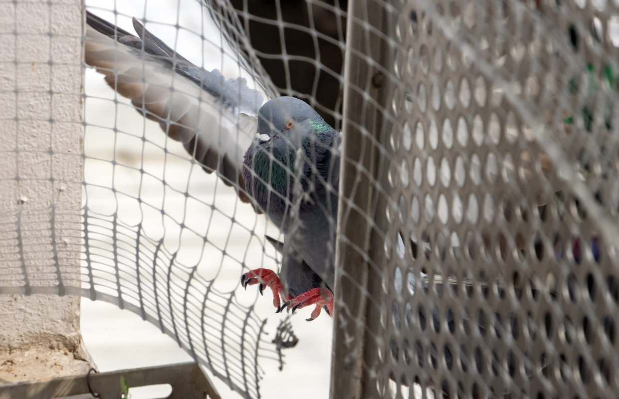 A pigeon behind mesh.